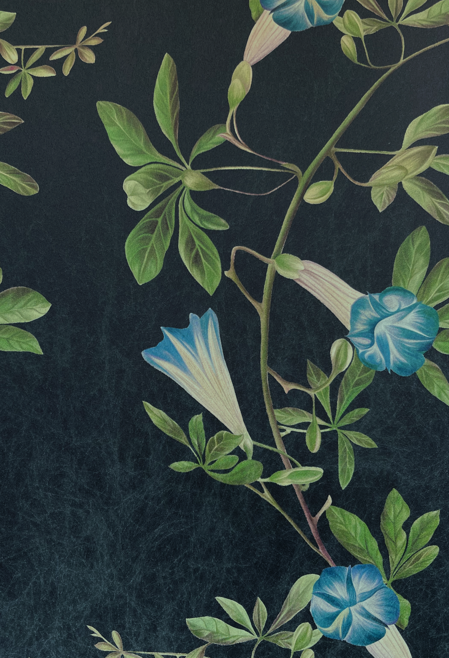 Blue floral vines on dark ground by Deus ex Gardenia's Midsummer Wallpaper in Charcoal.