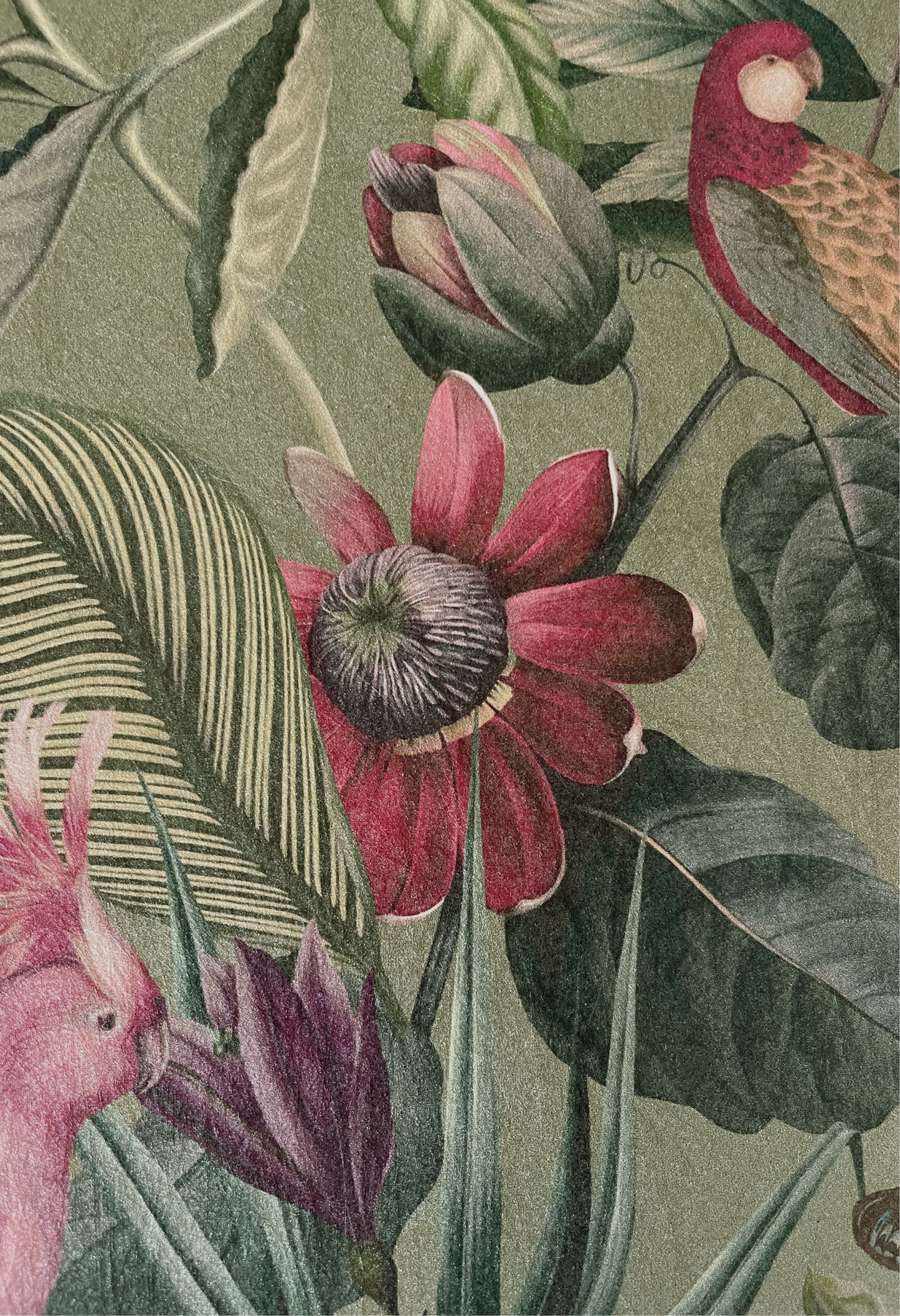 illustration of passion flower, parrot and cockatoo with leaves on green background by Deus ex Gardenia of the luxurious textured Passiflora Wallpaper in Sage.